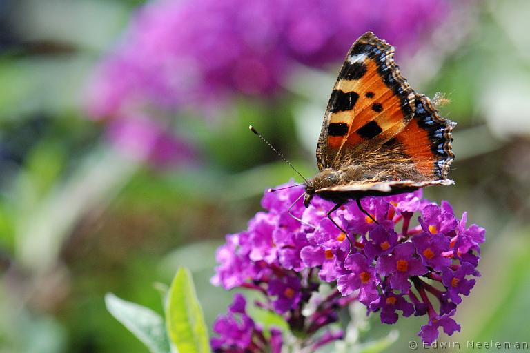 ENE-20110806-0698.jpg - [nl] Kleine vos ( Aglais urticae )[en] Small Tortoiseshell ( Aglais urticae )